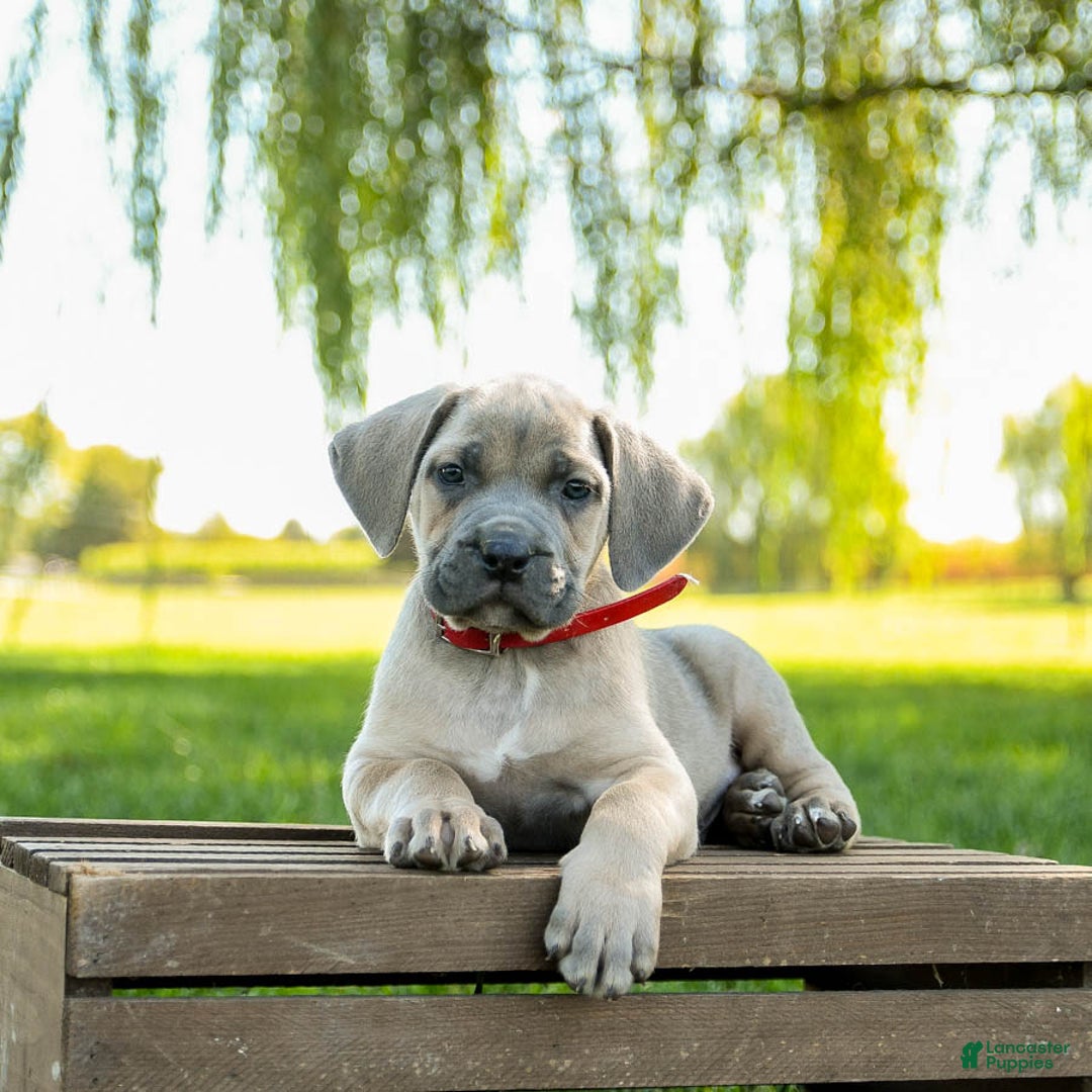 Cane Corso dogs for sale: Infinity - Ad 2