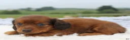Miniature Dachshund dogs for sale: Miniature Dachshund 3 - Ad 3