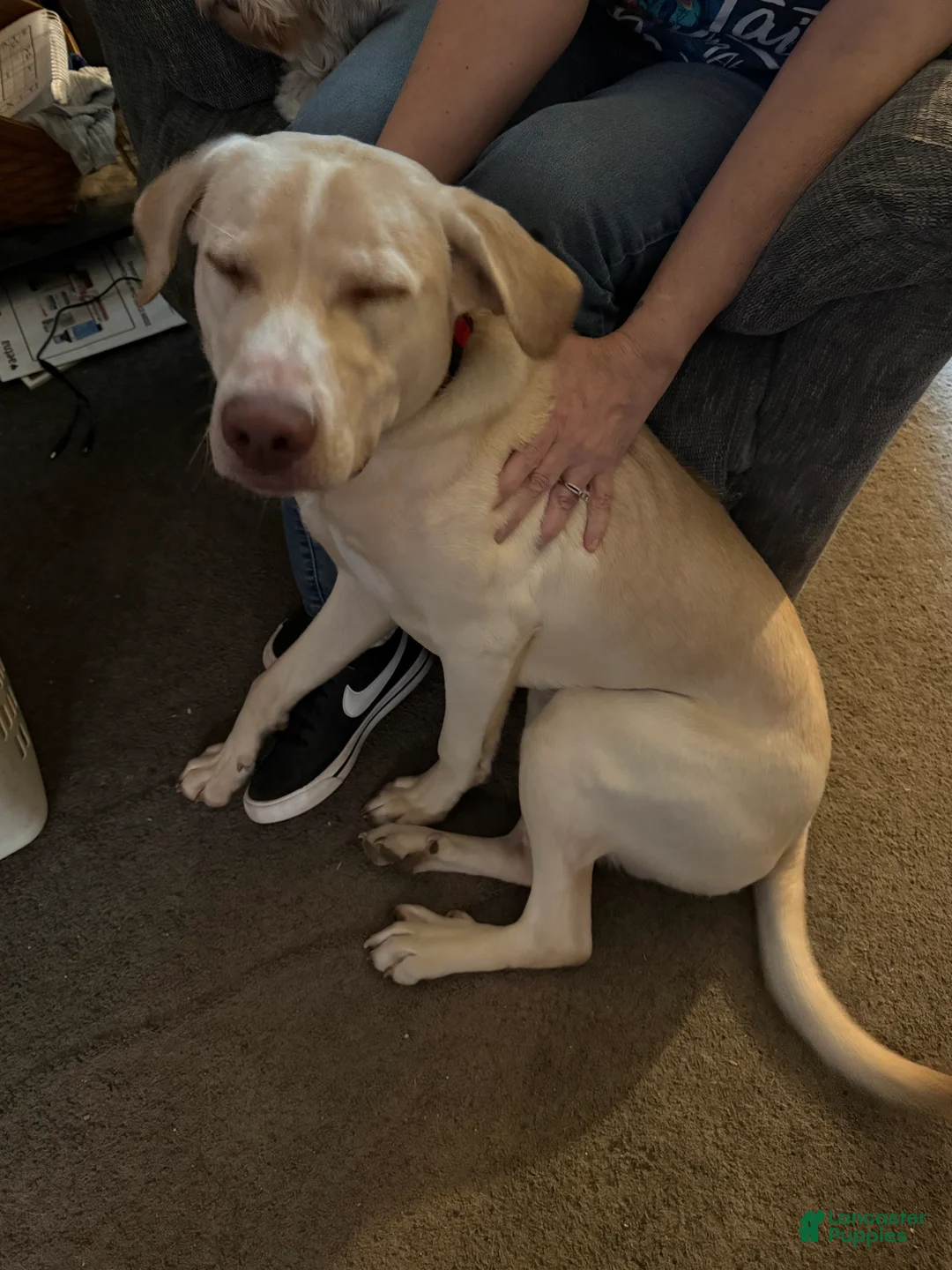 Mixed Breed dogs for sale: Mixed Breed Puppy 1 - Ad 2