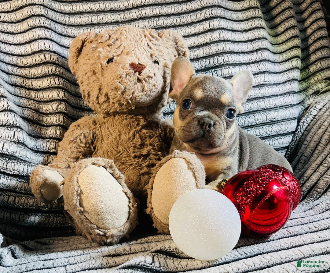French Bulldog dogs for sale: PABLO - Ad 7