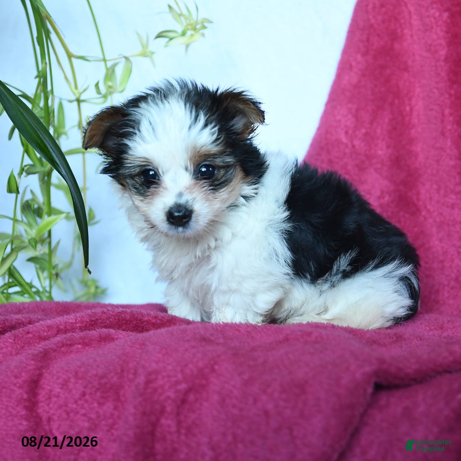 Yorkshire Terrier dogs Snickers - Ad 2