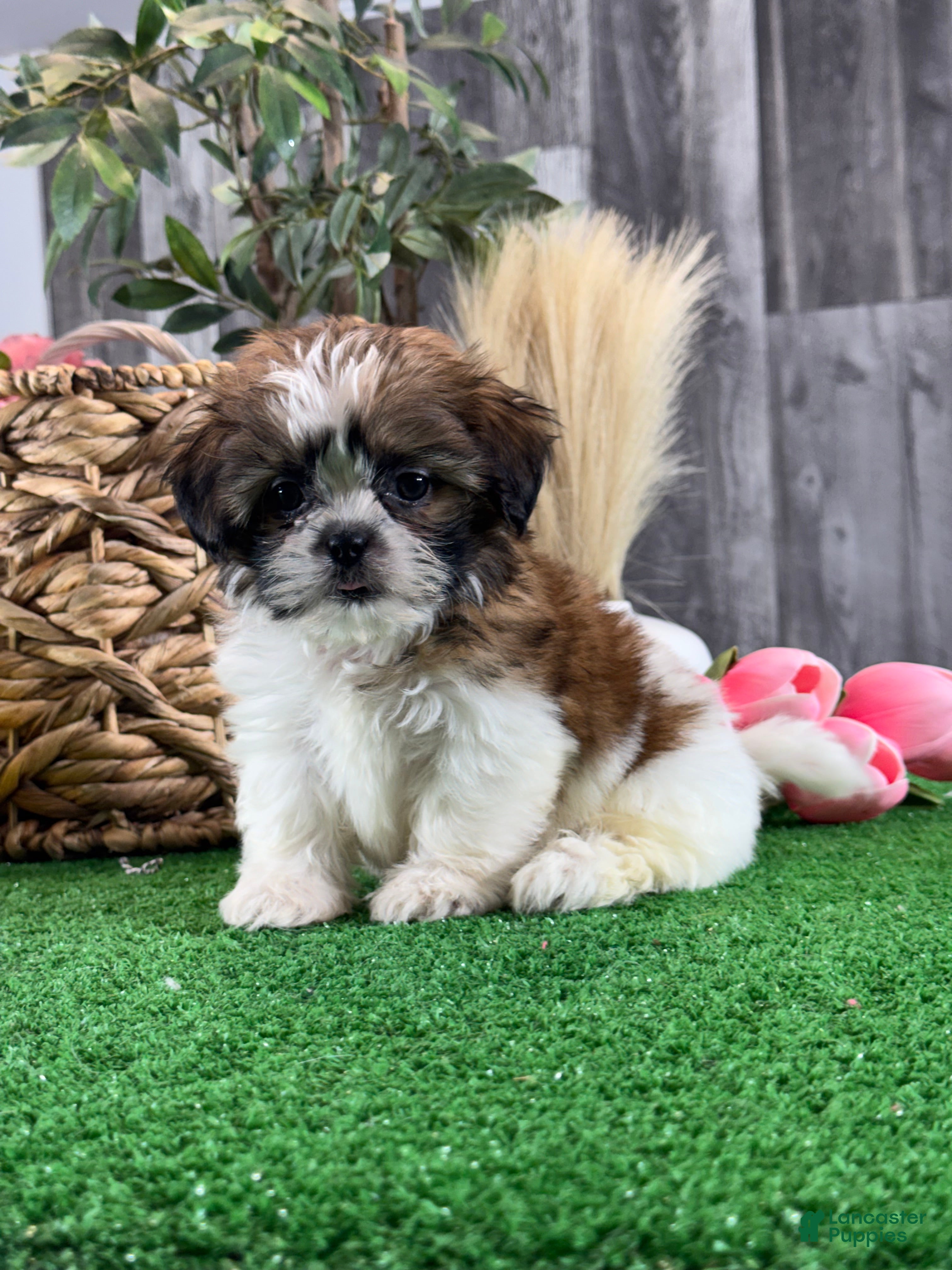 Shih Tzu dogs for sale: Starla🍟 - Ad 4
