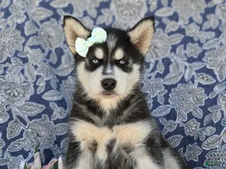 Siberian Husky dogs for sale: Kaci - Ad 3