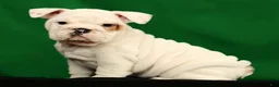 English Bulldog dogs for sale: Winston - Ad 7