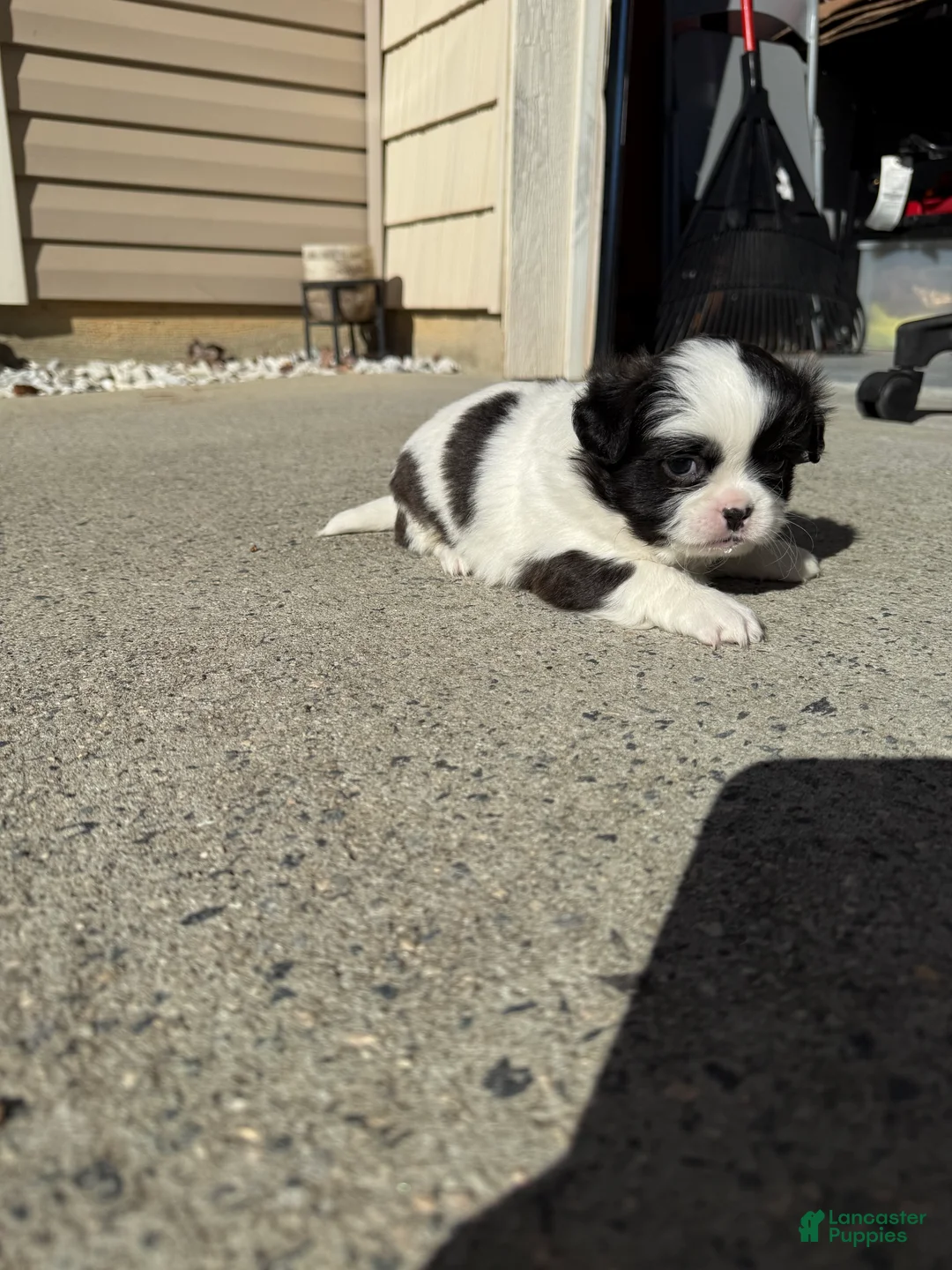 Shih Tzu dogs for sale: Shih Tzu Puppy 1 - Ad 10