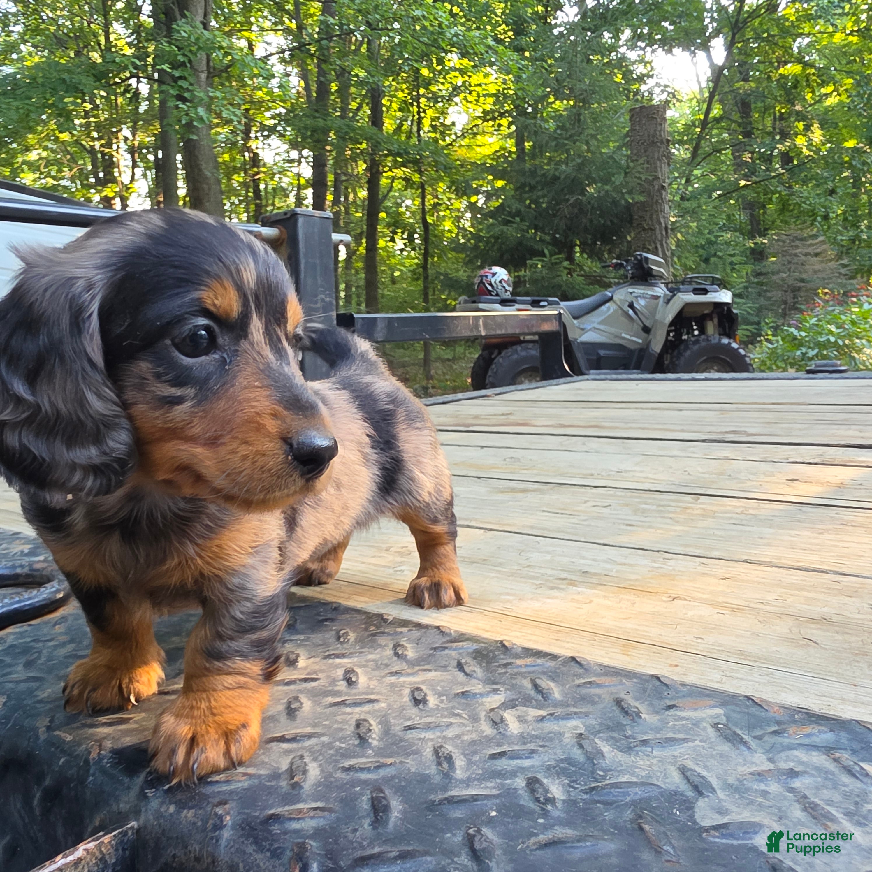 Miniature Dachshund dogs Teeka - Ad 2