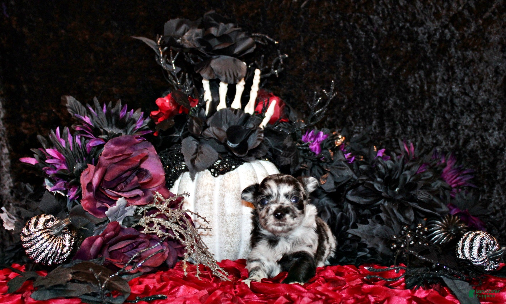 Chihuahua dogs for sale: Draco - Ad 18