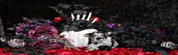 Chihuahua dogs for sale: Draco - Ad 1