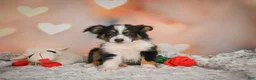 Miniature Australian Shepherd dogs for sale: Angel - Ad 6