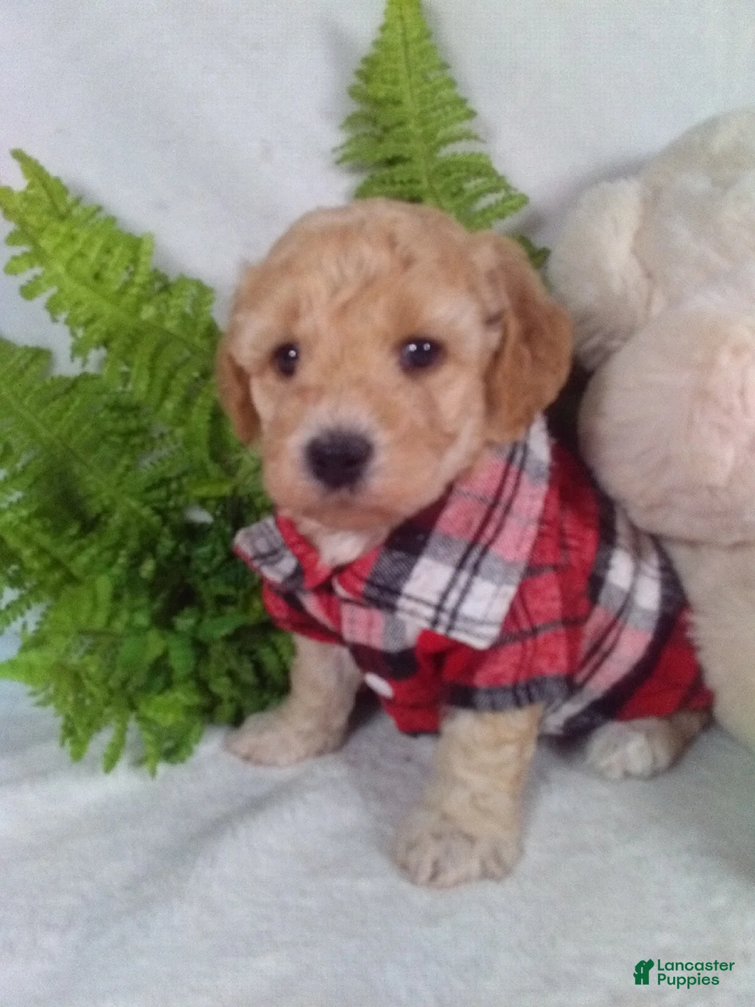 Bichpoo dogs for sale: Joey - Ad 1