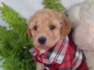 Bichpoo dogs Joey - Ad 10