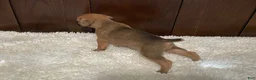 Boxer dogs for sale: Molly - Ad 19