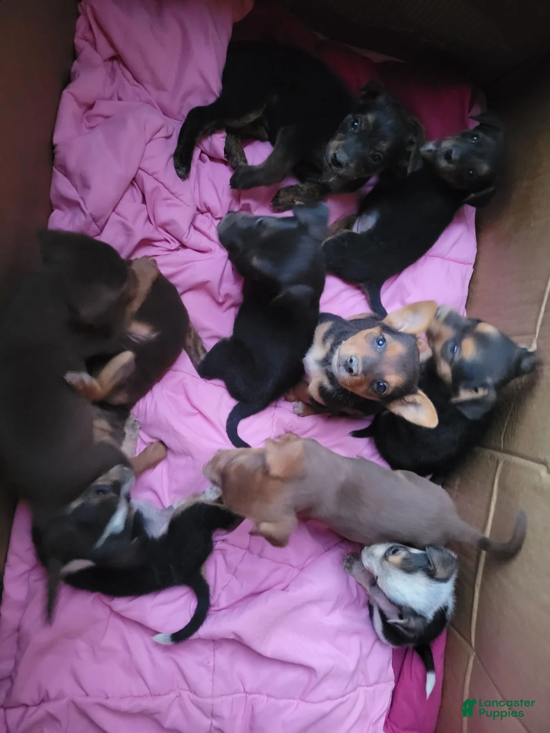 Mixed Breed dogs for sale: Mixed Breed 10 - Ad 1