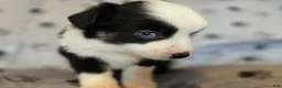 Miniature Australian Shepherd dogs for sale: Miniature Australian Shepherd Puppy 5 - Ad 7