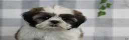 Shih Tzu dogs for sale: Asher - Ad 3
