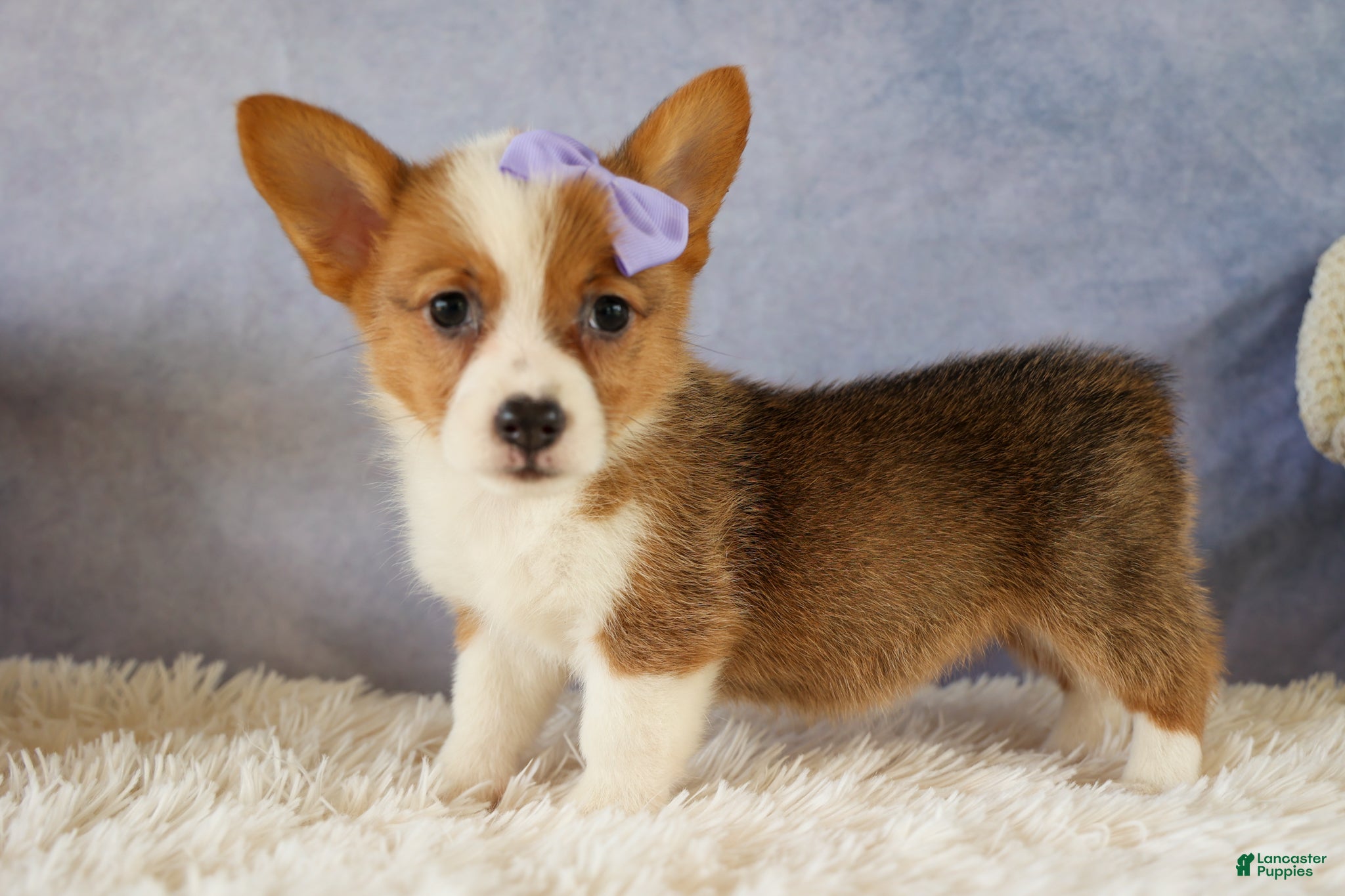 Welsh Corgi Pembroke dogs Yo-Yo 💕 - Ad 1