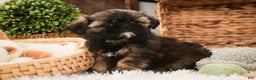 Shih Tzu dogs for sale: Pansy - Ad 5