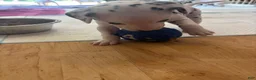 Dalmatian dogs for sale: Dalmatian 7 - Ad 3