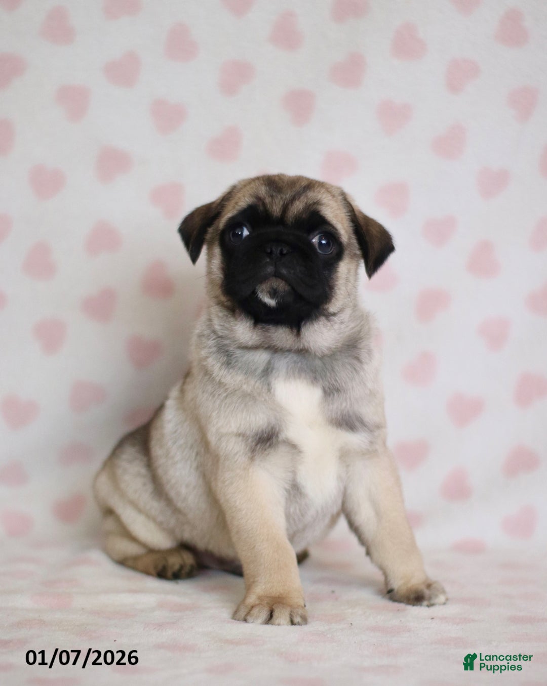 Pug dogs for sale: Buster - Ad 5