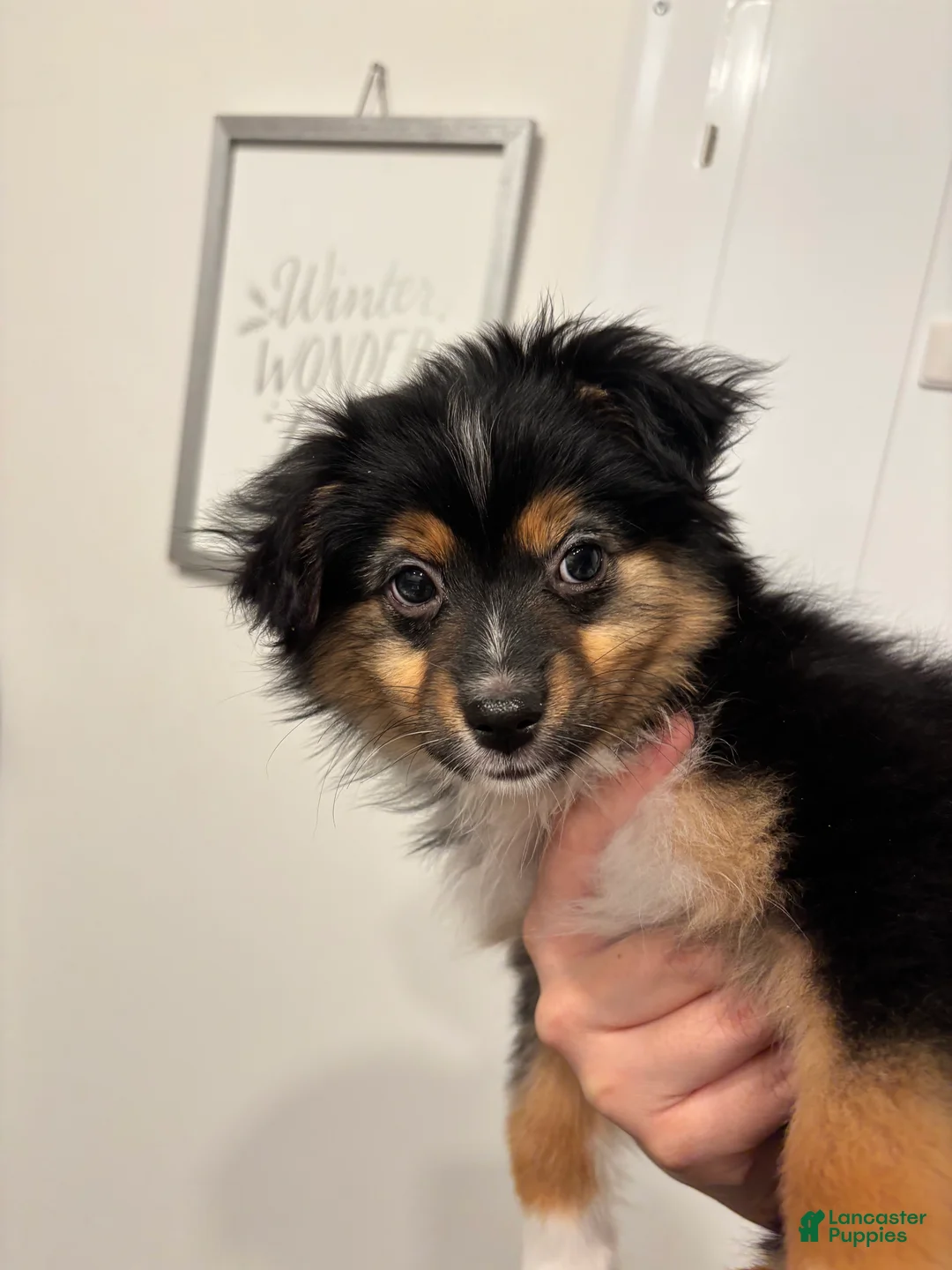 Miniature Australian Shepherd dogs for sale: Miniature Australian Shepherd Puppy 2 - Ad 2