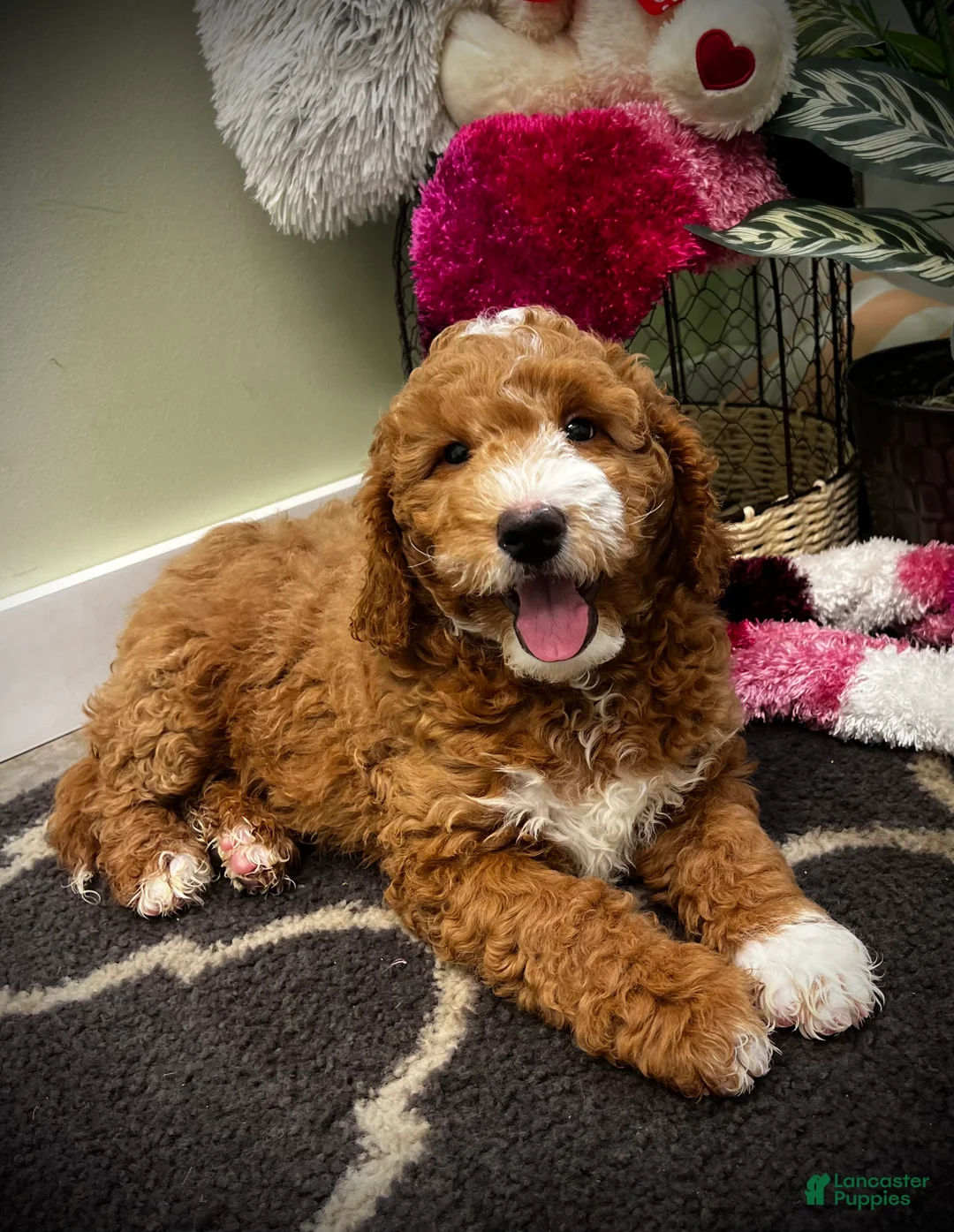 Mini Goldendoodle dogs for sale: Bravo (Miniature Boy) - Ad 1