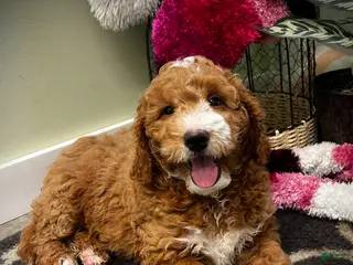 Mini Goldendoodle dogs Bravo (Miniature Boy) - Ad 7