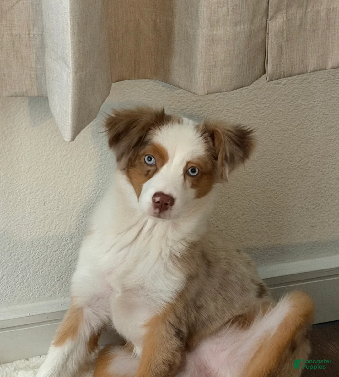 Miniature Australian Shepherd dogs for sale: Miniature Australian Shepherd - Ad 5