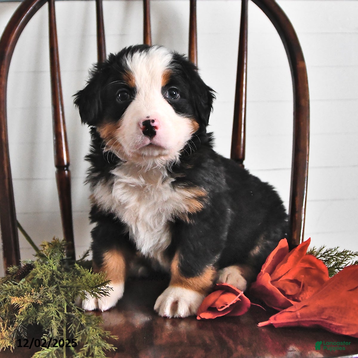 Bernese Mountain Dog dogs Jane - Ad 1