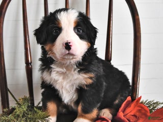 Bernese Mountain Dog dogs Jane - Ad 25