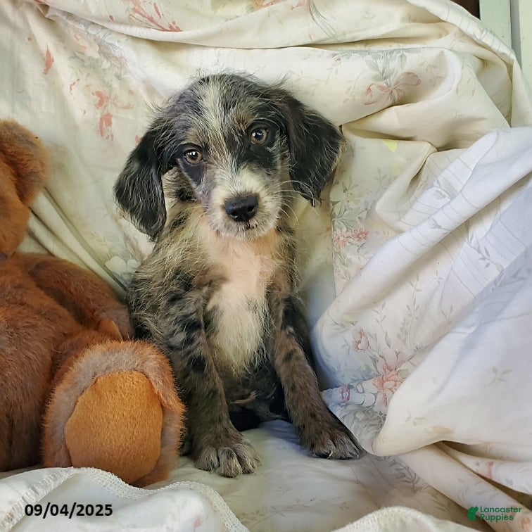 Mixed Breed dogs Zachary - Ad 1