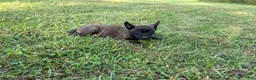 Belgian Malinois dogs for sale: Sherlock Holmes (brown) - Ad 5
