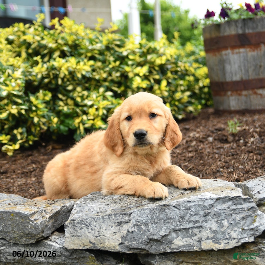 Golden Retriever dogs Jason - Ad 2