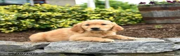 Golden Retriever dogs for sale: Jason - Ad 2