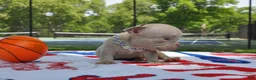 American Bully dogs for sale: American Bully Puppy 3 - Ad 2