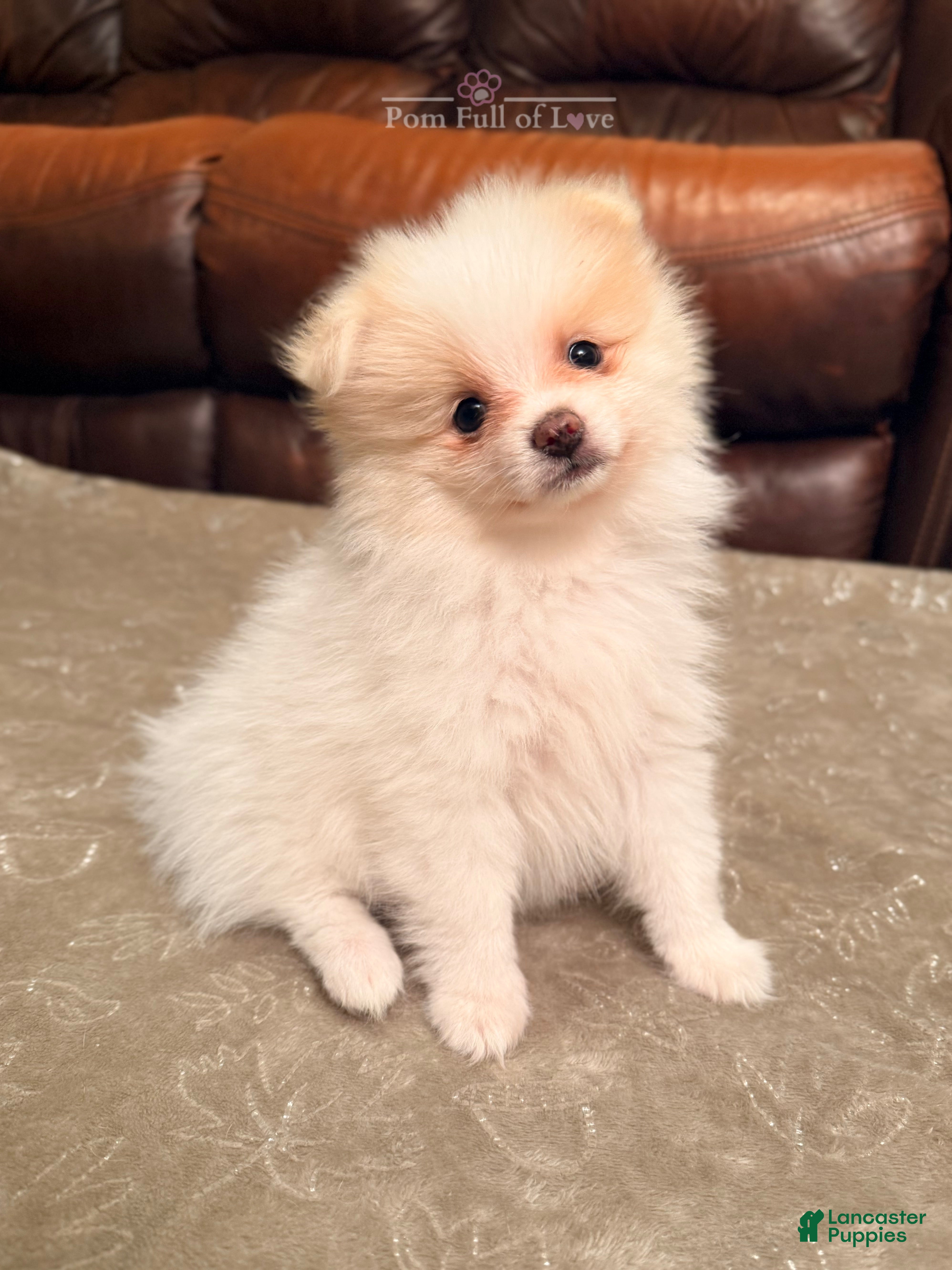 Pomeranian dogs AKC Aurora - Ad 12