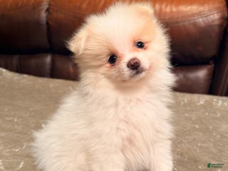 Pomeranian dogs AKC Aurora - Ad 22
