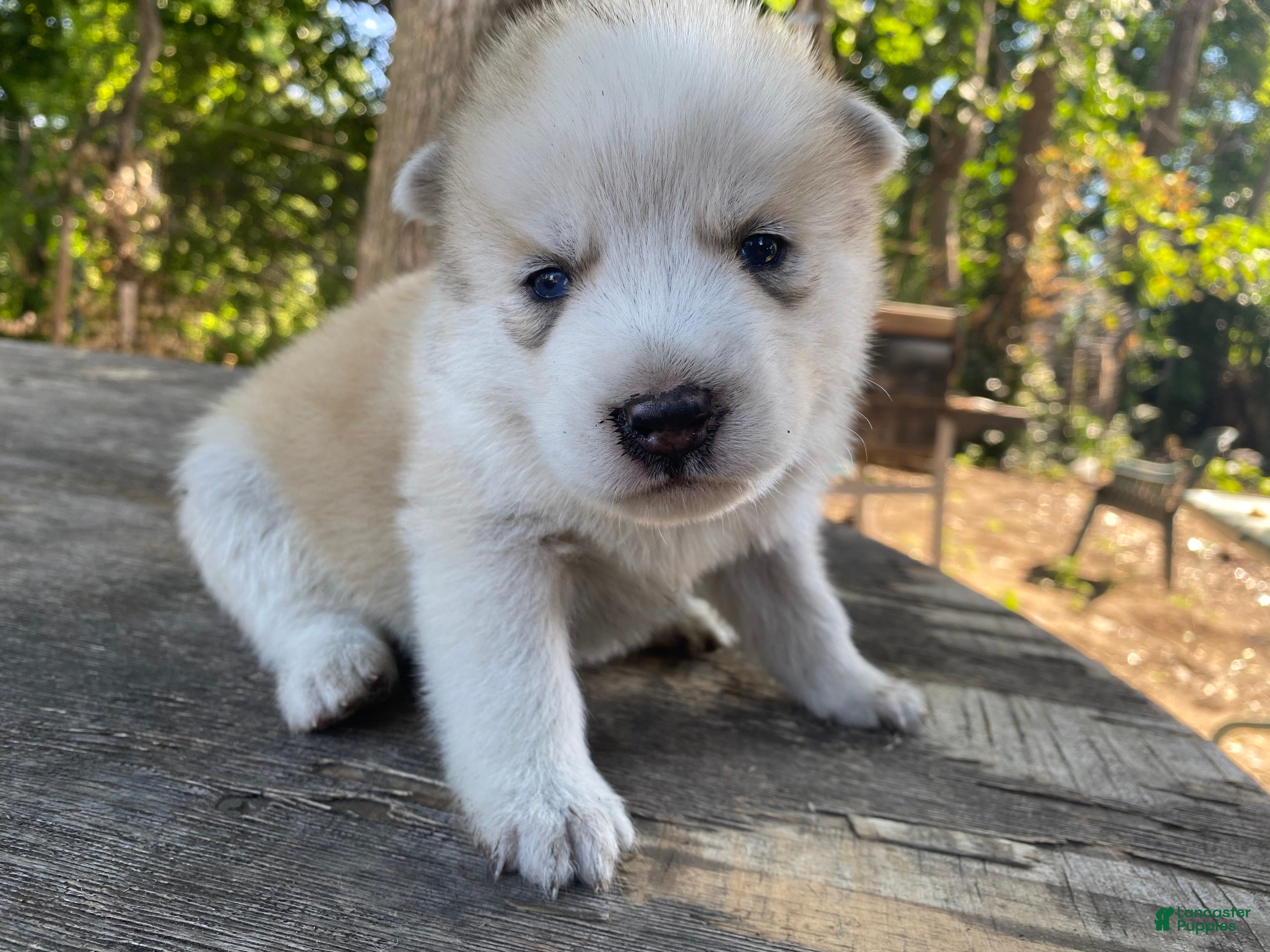 Mixed Breed dogs Gordo  - Ad 2