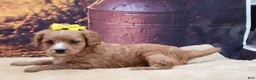 Mixed Breed dogs for sale: Poppy - Ad 3