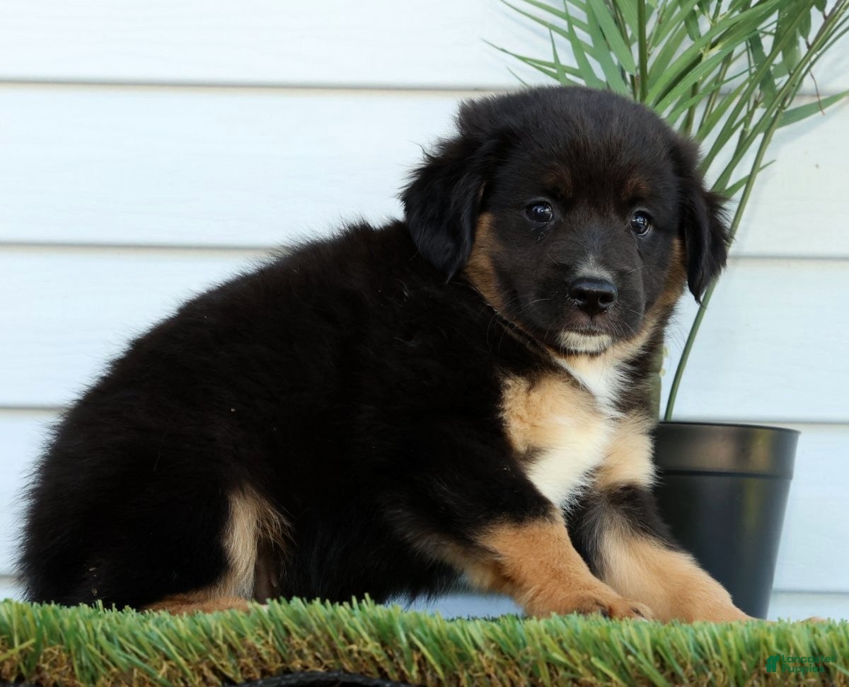 Miniature Australian Shepherd dogs for sale: Tanner - Ad 5