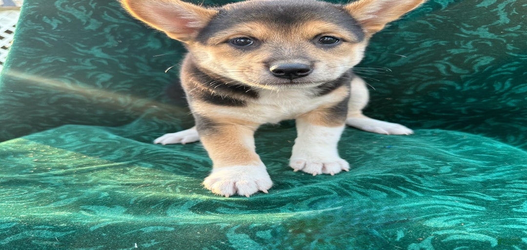 Gallery Image {{count}}