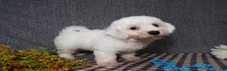 Bichon Frise dogs for sale: Benji - Ad 6
