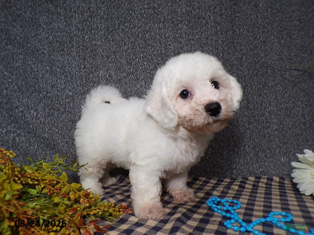 Bichon Frise dogs for sale: Benji - Ad 6