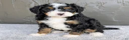 Mini Bernedoodle dogs for sale: Charlie  - Ad 1