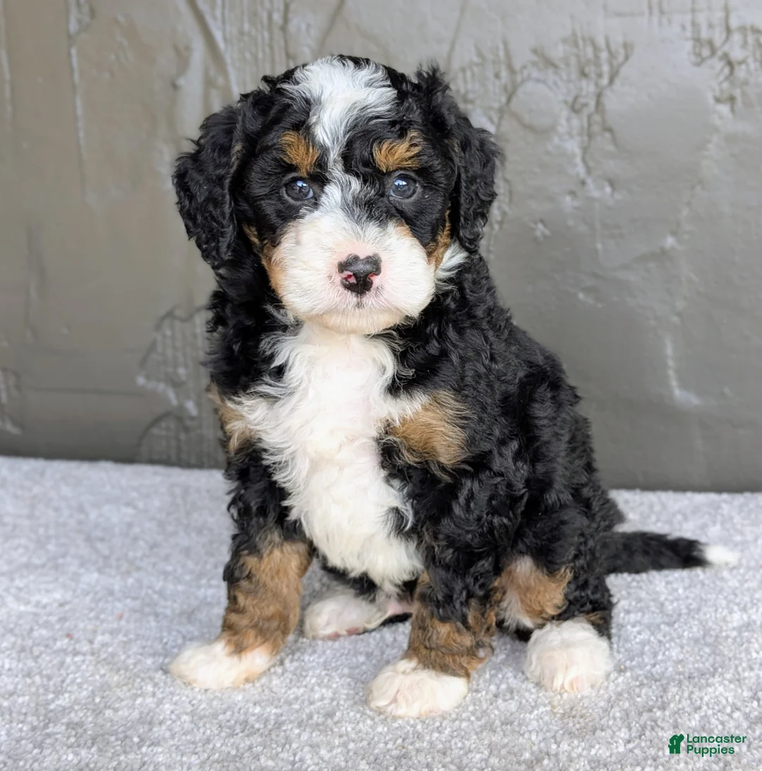 Mini Bernedoodle dogs for sale: Charlie  - Ad 1