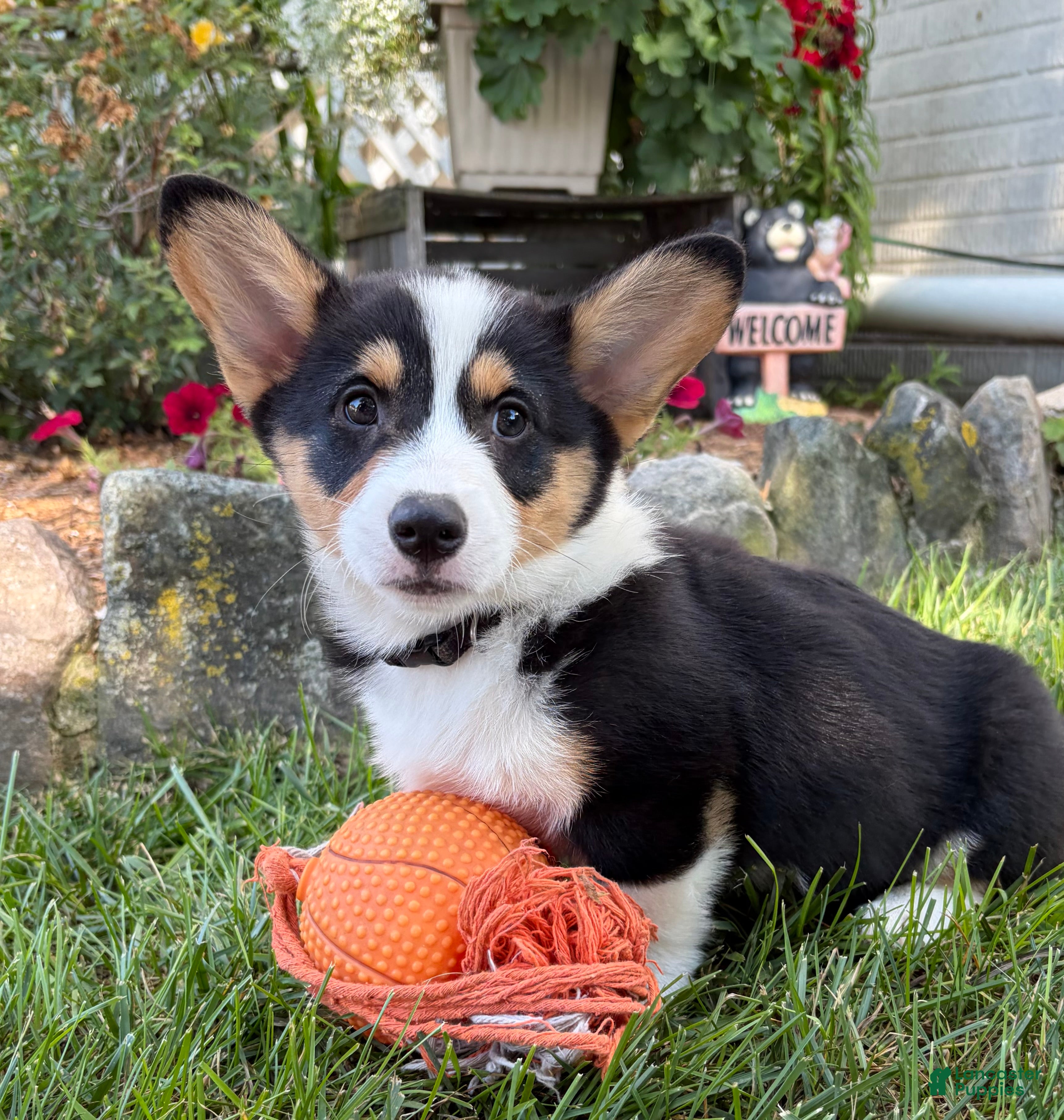 Welsh Corgi Pembroke dogs Nora - Ad 2