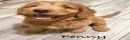 Mini Goldendoodle dogs for sale: Mini Goldendoodle 3 - Ad 2