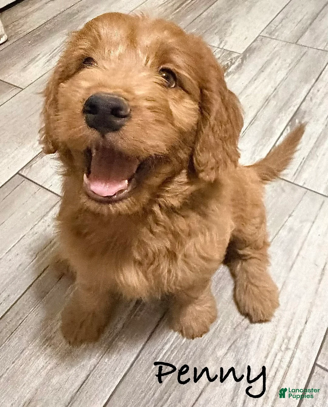 Mini Goldendoodle dogs for sale: Mini Goldendoodle 3 - Ad 2