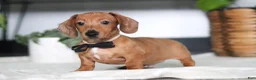 Miniature Dachshund dogs for sale: Ace - Ad 3