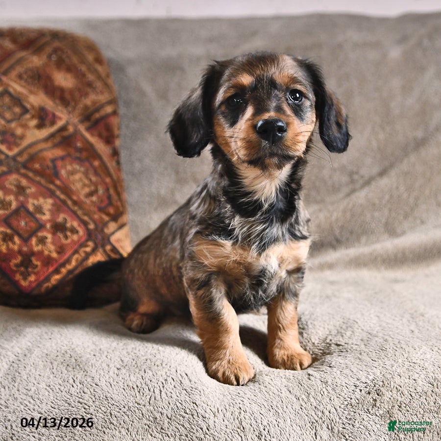 Miniature Dachshund dogs Dixie - Ad 2