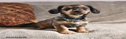 Miniature Dachshund dogs for sale: Dixie - Ad 2